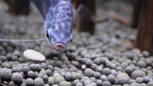 微距热带鱼鱼吃食鱼眼睛鱼鳃鱼鳞 视频