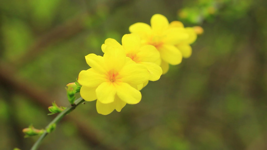 春天的迎春花枝条开满黄色小花视频