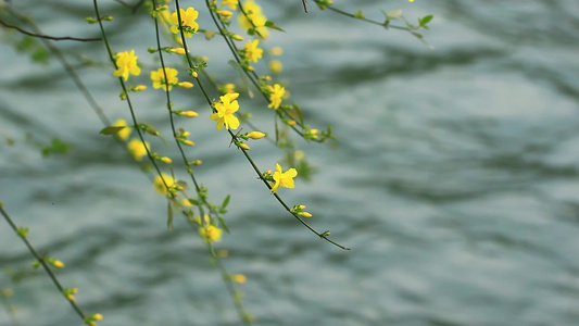 春天的迎春花枝条开满黄色小花视频