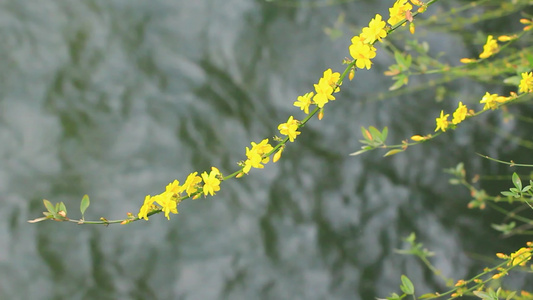 春天的迎春花枝条开满黄色小花视频