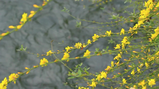 春天的迎春花枝条开满黄色小花视频