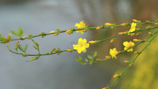 春天的迎春花枝条开满黄色小花视频