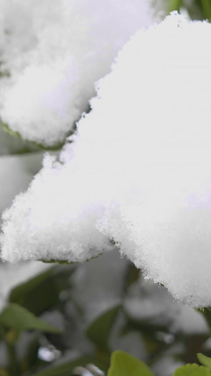 实拍冬季雪落在冬青树树叶上北方的雪22秒视频