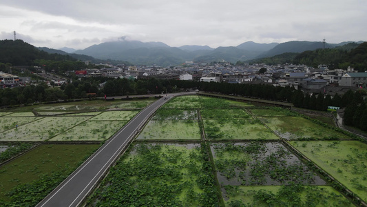 航拍农业种植农田农作物 视频