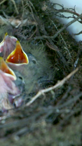 灰鸟雏鸟喂食视频