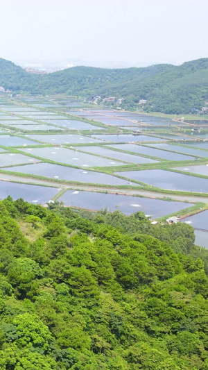 渔业大闸蟹龙虾淡水鱼养殖基地航拍水产养殖87秒视频