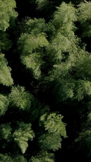 航拍安徽林坑大竹海景区视频旅游目的地45秒视频