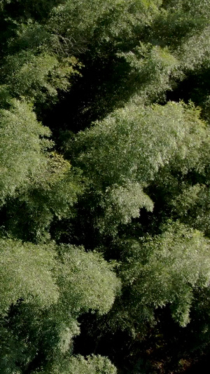 航拍安徽林坑大竹海景区视频旅游景点45秒视频