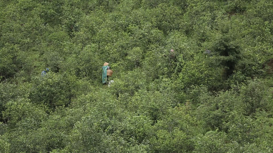 茶农在茶山上采茶视频