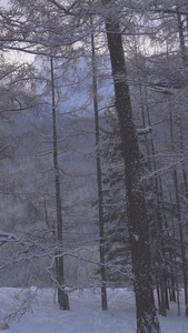 冬日白桦林行驶雪地摩托视频