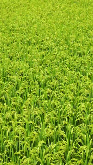 低角度航拍一望无际的水稻田一望无际的田野28秒视频