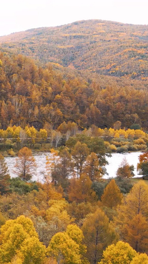 秋季的阿尔山自然风景5A景区16秒视频