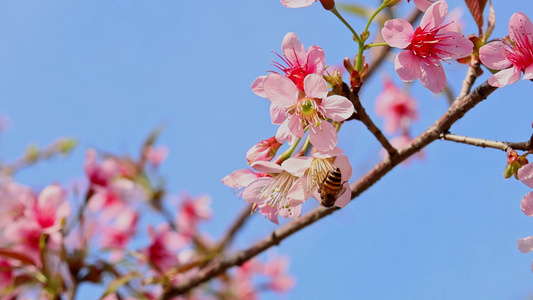 春天绽放的樱花合集视频