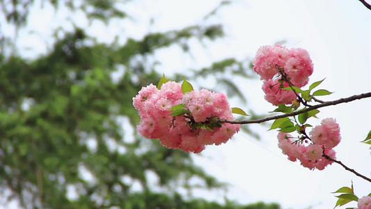 春分时节盛开的日本晚樱视频