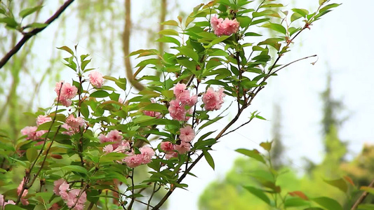 春分时节盛开的日本晚樱视频