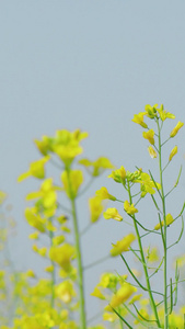 春天黄色的油菜花田春暖花开视频