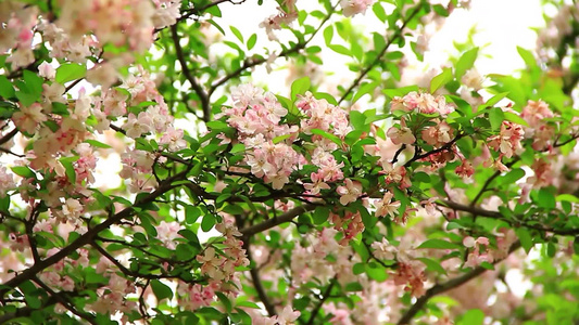 春天盛开的海棠花视频