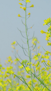 春天黄色的油菜花田春暖花开视频