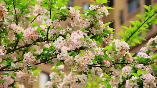 春天盛开的海棠花视频