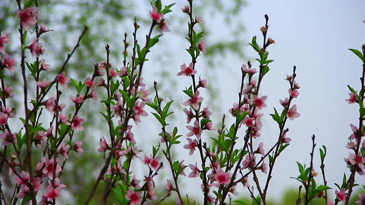 春分时节盛开的桃花视频