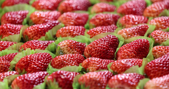 排列整齐的高品质水果草莓展示视频