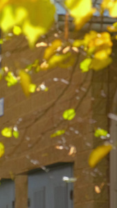 秋冬天树叶实拍素材黄色的树叶视频