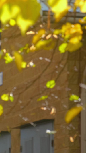 秋冬天树叶实拍素材黄色的树叶33秒视频