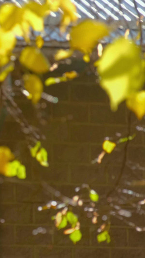 秋冬天树叶实拍素材实拍树木树枝33秒视频