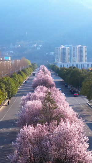 航拍春日马路上的樱花树视频素材52秒视频