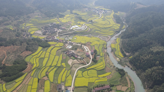 美丽乡村田园农业种植油菜花航拍视频