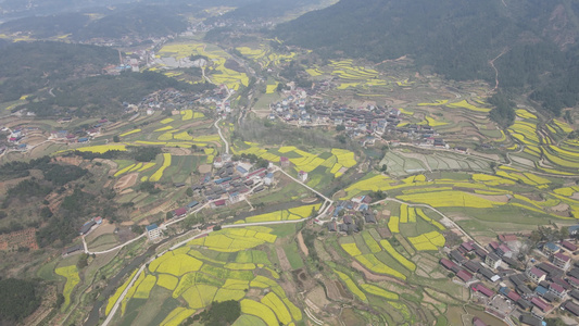 航拍美丽乡村油菜花 视频