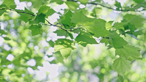 4k阳光下的绿植植物树叶空镜头19秒视频