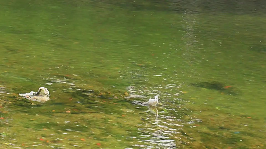 春天白鹭在河边觅食的场景视频