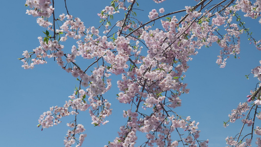 春天阳光下的樱花花朵视频