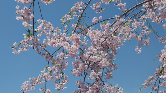 春天阳光下的樱花花朵视频