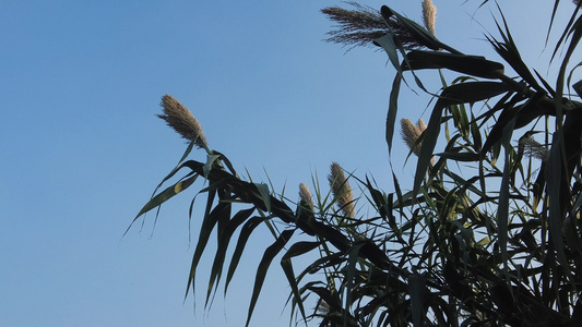 秋天芦苇植物实拍视频