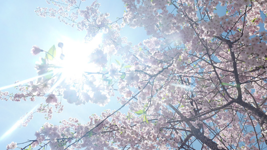 春天阳光下的樱花花朵视频