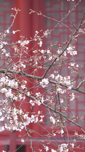 春天城市古建筑前盛开的樱花素材樱花季视频