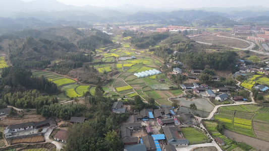 航拍春季乡村田野油菜花油菜花海视频