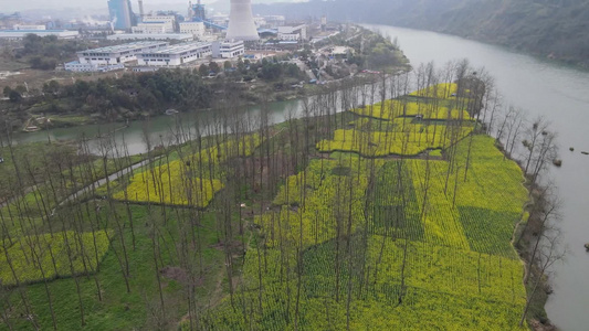 航拍春季乡村田野油菜花油菜花海视频