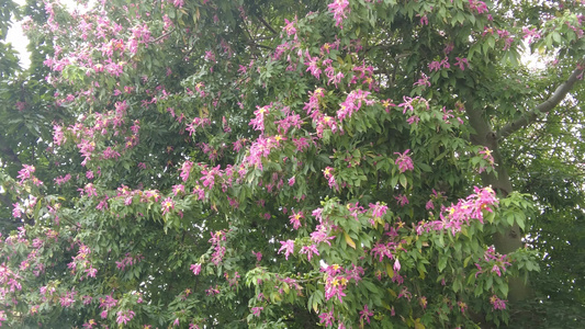 实拍盛开的鲜花花朵风景视频