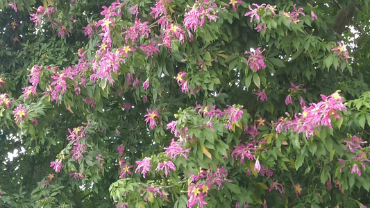实拍盛开的鲜花花朵风景视频