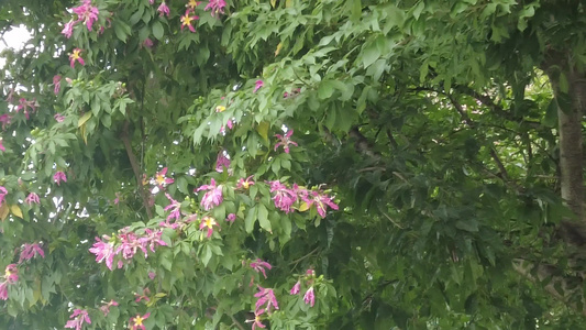 实拍盛开的鲜花花朵风景视频