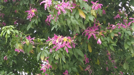 实拍盛开的鲜花花朵风景视频