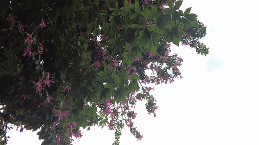 实拍盛开的鲜花花朵风景视频