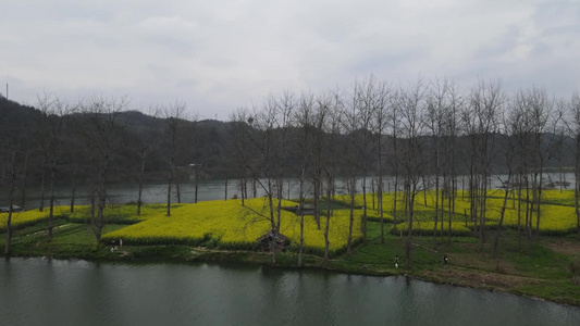 航拍春季乡村田野油菜花油菜花海视频