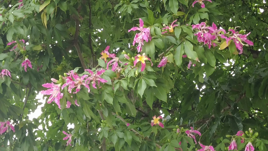 实拍盛开的鲜花花朵风景视频