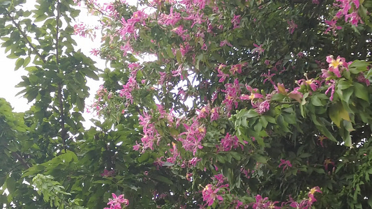 实拍盛开的鲜花花朵风景视频