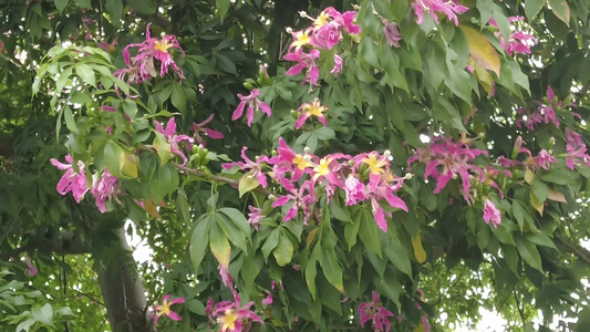 蓝天下三角梅鲜花实拍视频