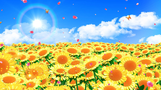 4K唯美的太阳花背景素材视频
